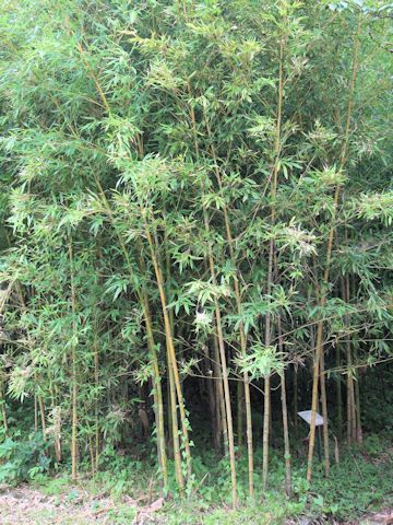 Phyllostachys aurea f. koi