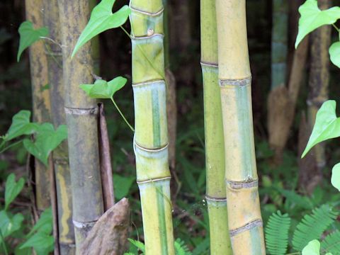 Phyllostachys aurea f. koi