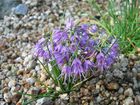 Allium virgunculae var. kiiense