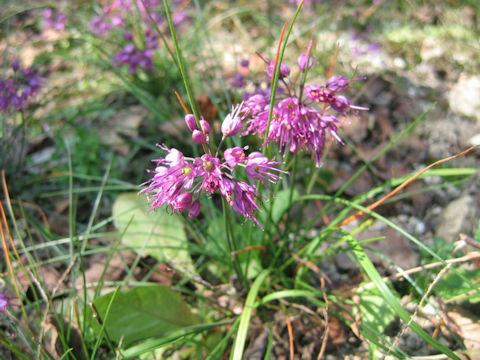 Allium virgunculae var. kiiense