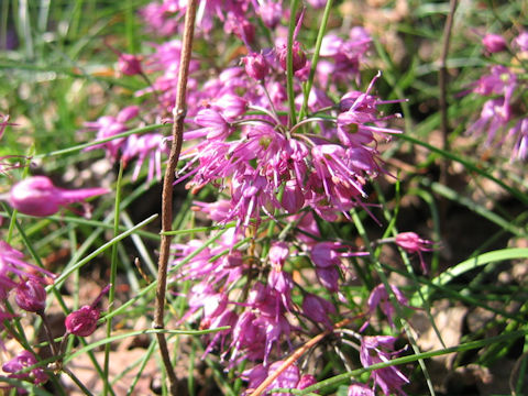 Allium virgunculae var. kiiense