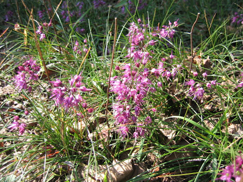 Allium virgunculae var. kiiense