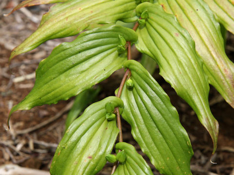 Tricyrtis macranthopsis