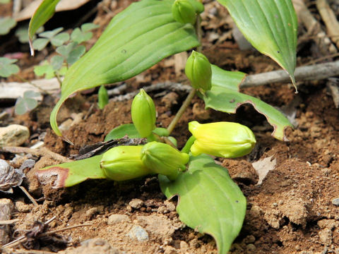 Tricyrtis macranthopsis