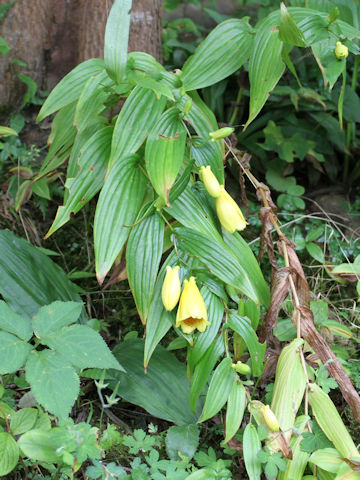 Tricyrtis macranthopsis