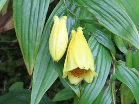 Tricyrtis macranthopsis