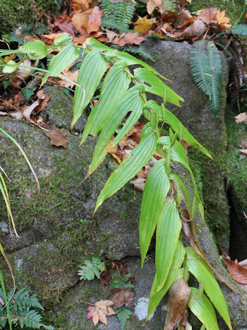 Tricyrtis macranthopsis