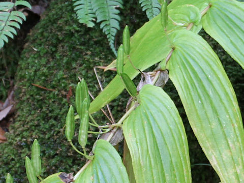 Tricyrtis macranthopsis