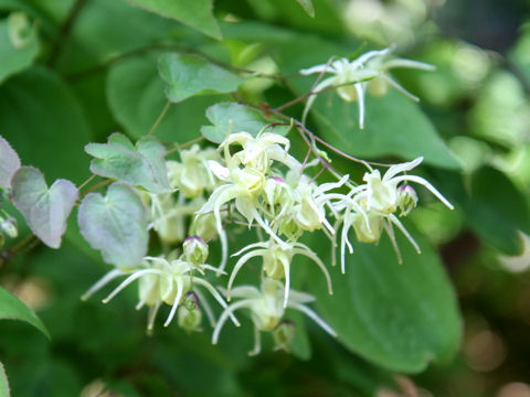 Epimedium koreanum