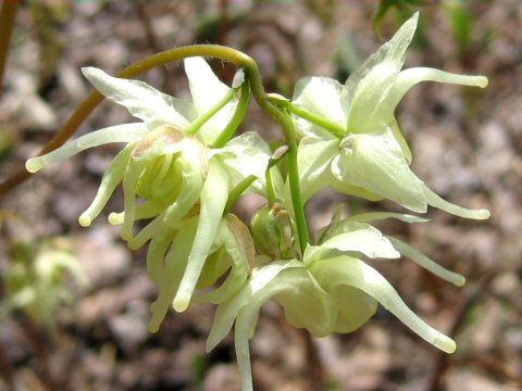 Epimedium koreanum