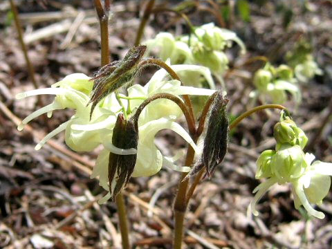 Epimedium koreanum