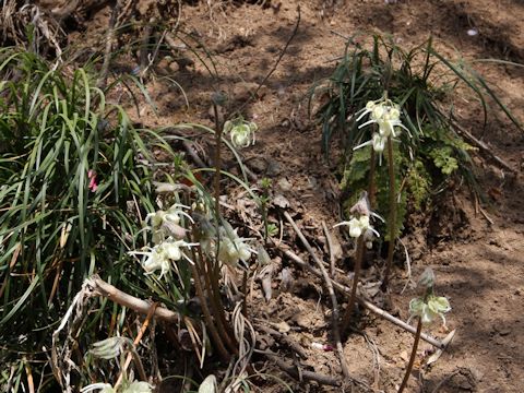 Epimedium koreanum