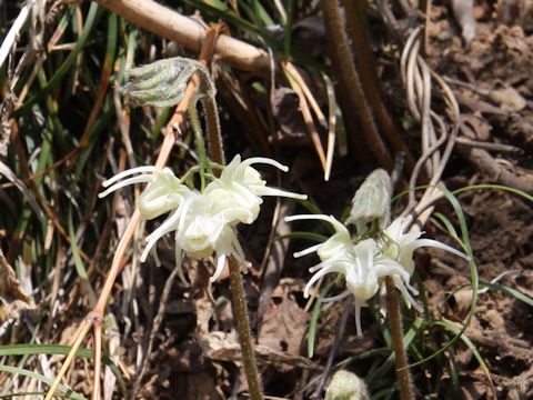 Epimedium koreanum