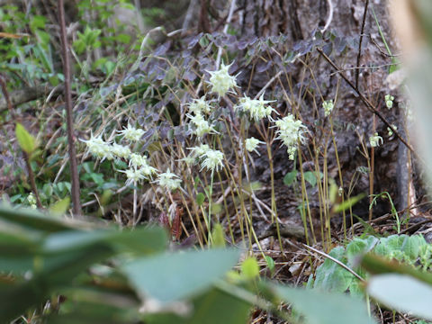 Epimedium koreanum