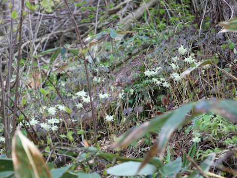 Epimedium koreanum