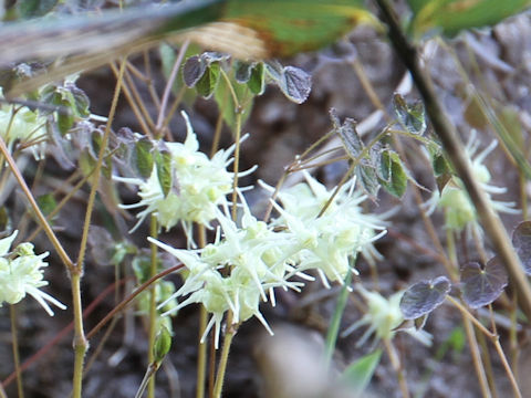 Epimedium koreanum