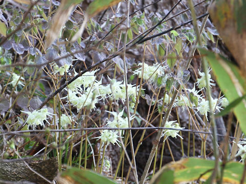 Epimedium koreanum