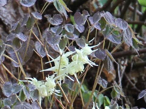 Epimedium koreanum