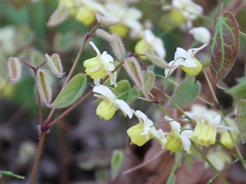 Epimedium koreanum