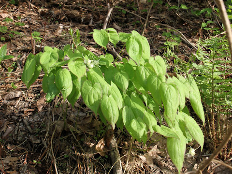 Epimedium koreanum