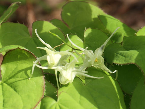 Epimedium koreanum