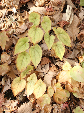 Epimedium koreanum