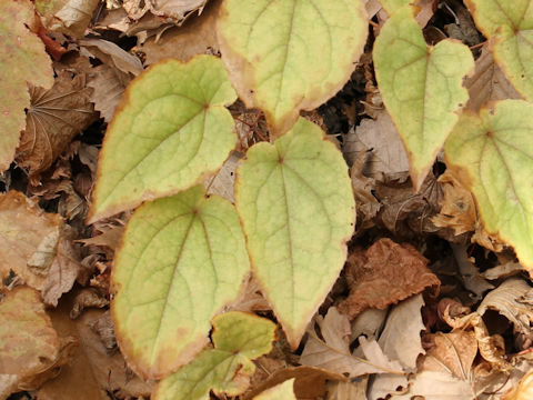 Epimedium koreanum