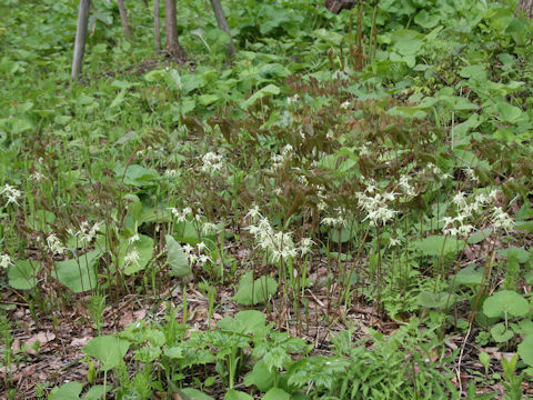 Epimedium koreanum