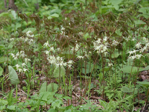 Epimedium koreanum