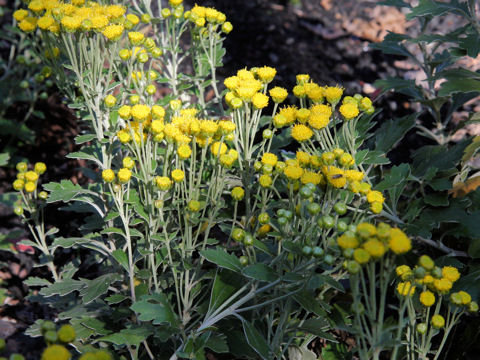 Chrysanthemum shiwogiku var. kinokuniense