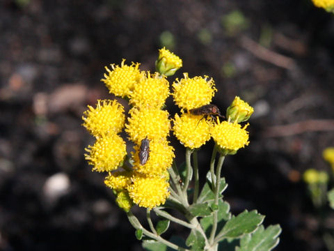 Chrysanthemum shiwogiku var. kinokuniense