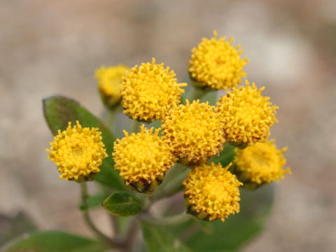 Chrysanthemum shiwogiku var. kinokuniense