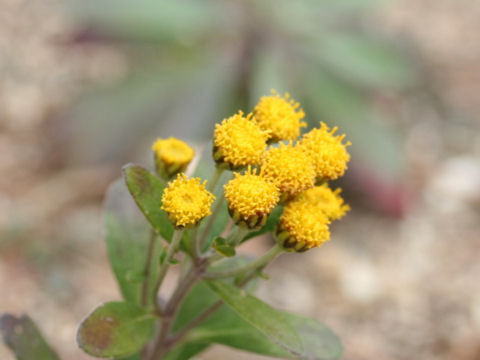 Chrysanthemum shiwogiku var. kinokuniense