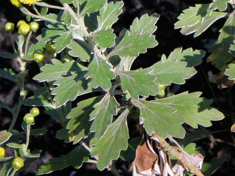 Chrysanthemum shiwogiku var. kinokuniense