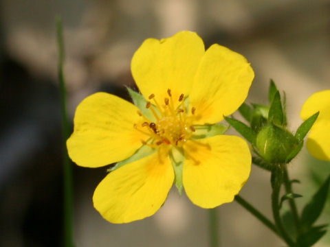 Potentilla fragarioides var. major