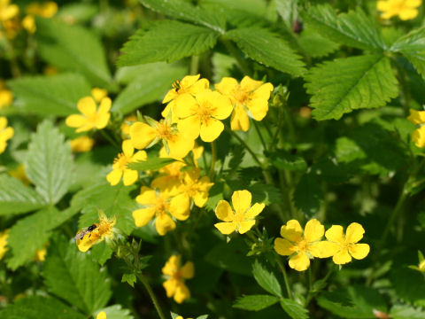 Potentilla fragarioides var. major