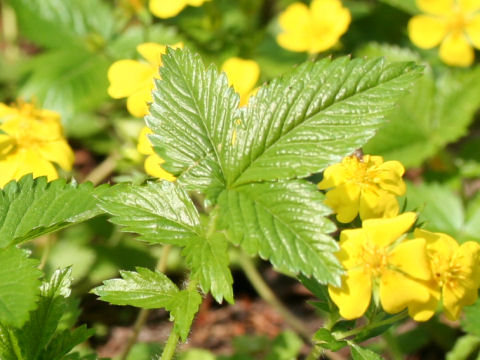 Potentilla fragarioides var. major