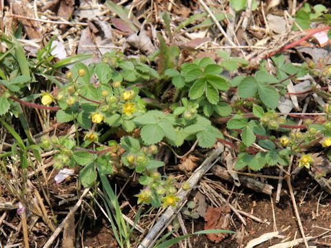 Potentilla fragarioides var. major