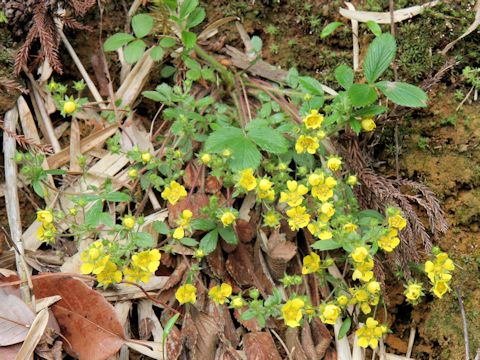 Potentilla fragarioides var. major