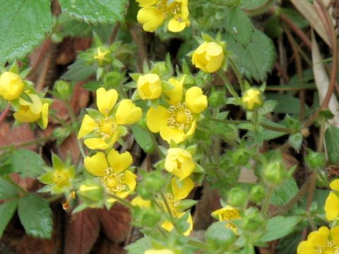 Potentilla fragarioides var. major