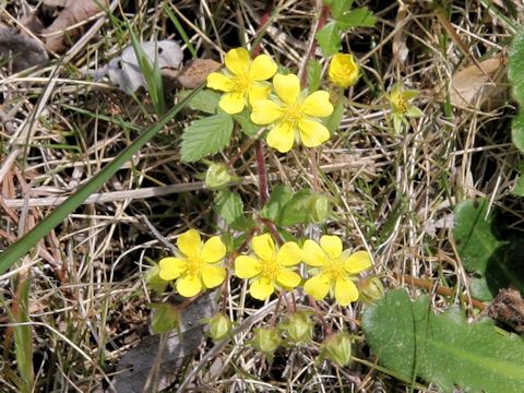 Potentilla fragarioides var. major