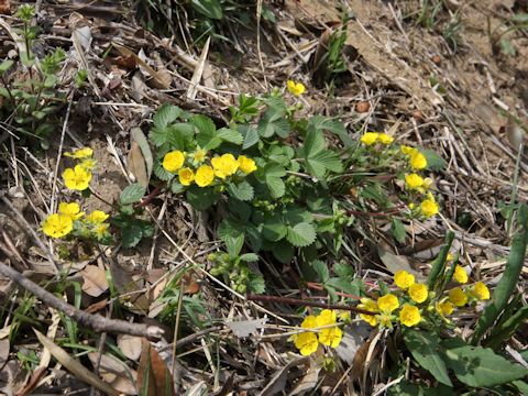 Potentilla fragarioides var. major