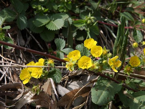 Potentilla fragarioides var. major