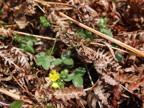 Potentilla fragarioides var. major