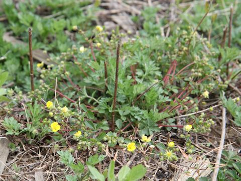 Potentilla fragarioides var. major