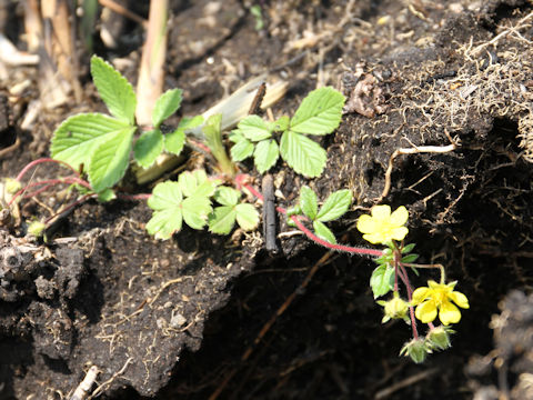 Potentilla fragarioides var. major