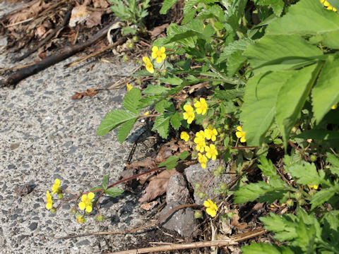 Potentilla fragarioides var. major