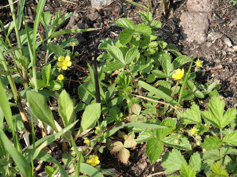 Potentilla fragarioides var. major