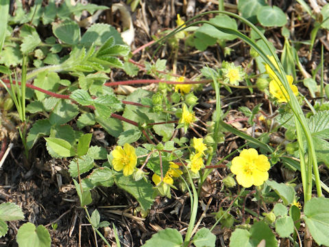 Potentilla fragarioides var. major