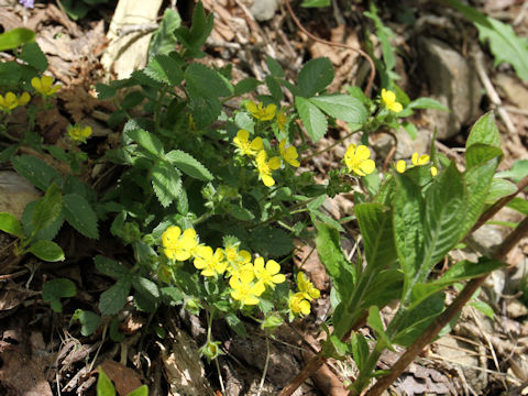 Potentilla fragarioides var. major